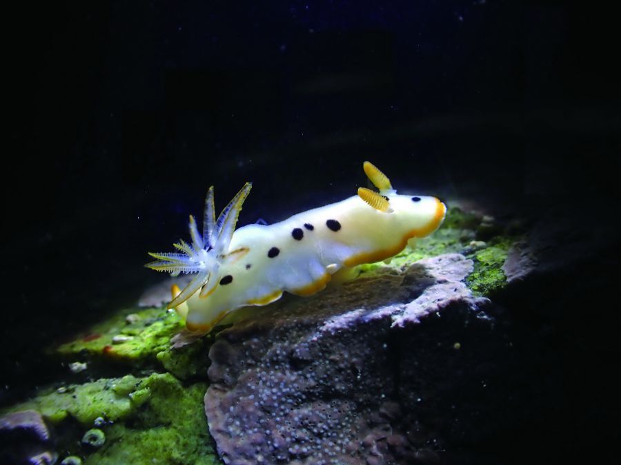 阿部多角海牛 (Polycera abei)